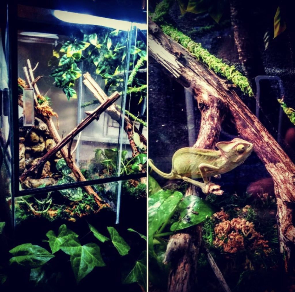 Chameleon habitat Light