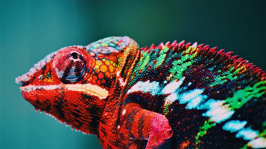 Why do chameleons change color?