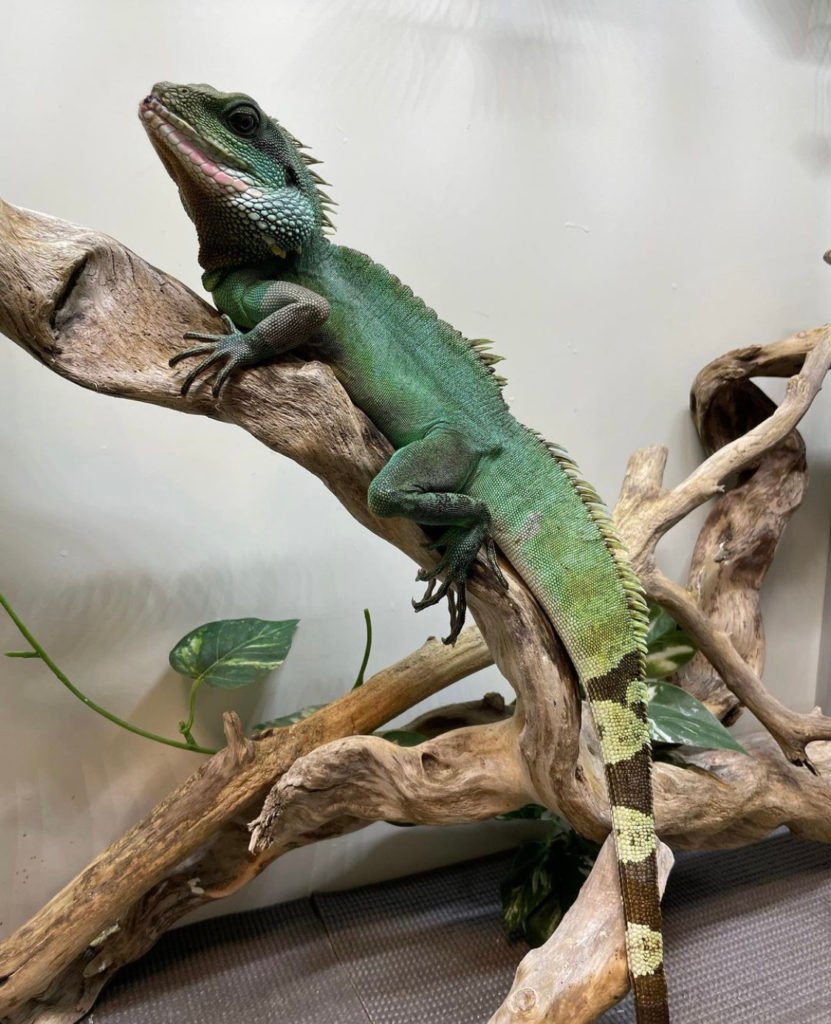 Chinese Water Dragon diet