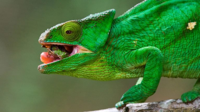 Uncover the Unique World of Chameleon Diet: What to Feed Your Exotic Pet