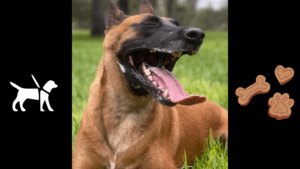 Master the Art of Force-Free Dog Training A Full Guide