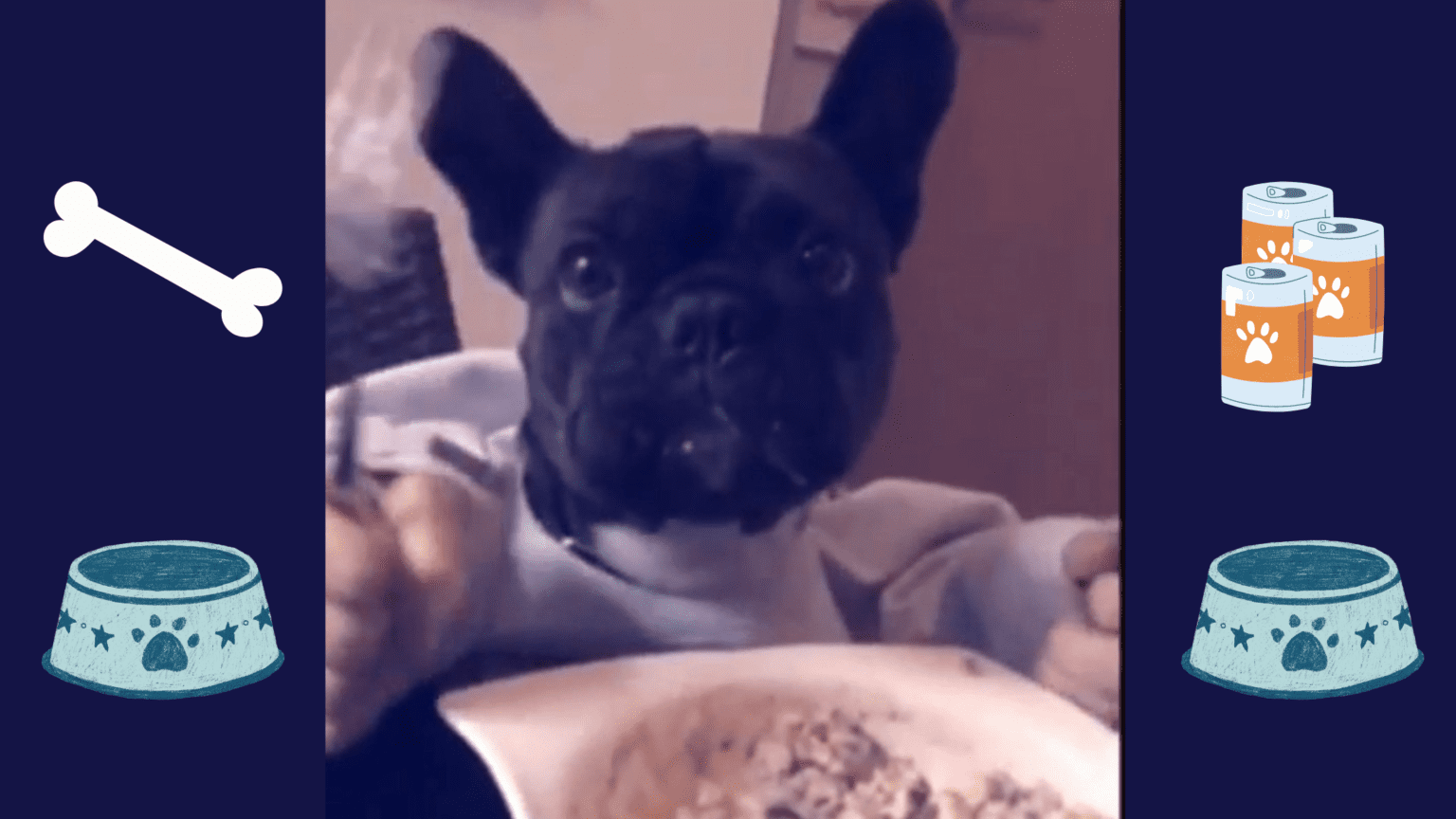 My dog will only eat human food 9 Frequently Asked Questions