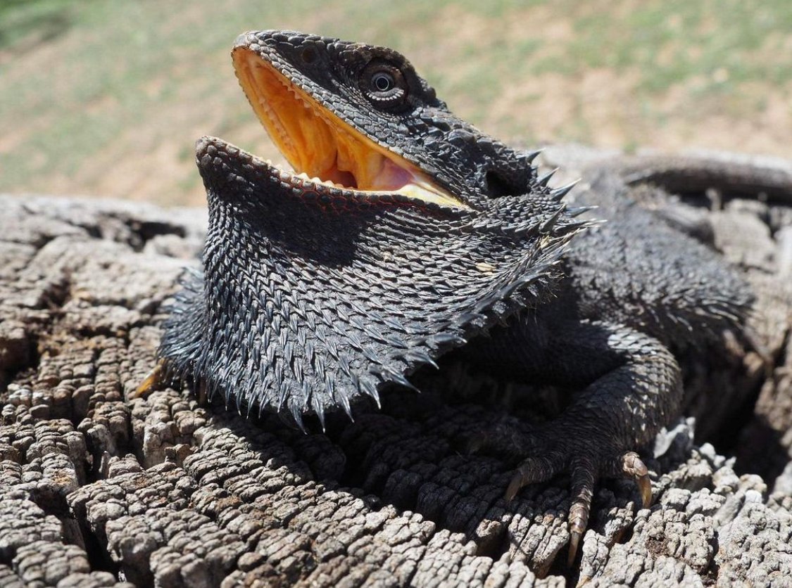 Pogona Barbata Vs Pogona Vitticeps: Which Bearded Dragon Reigns Supreme?