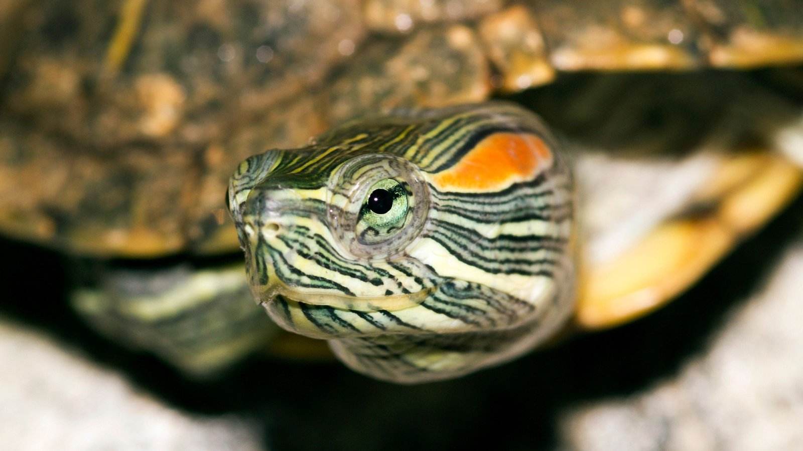 Meet the Red Eared Slider Turtle: A Popular Pet You Need to Know