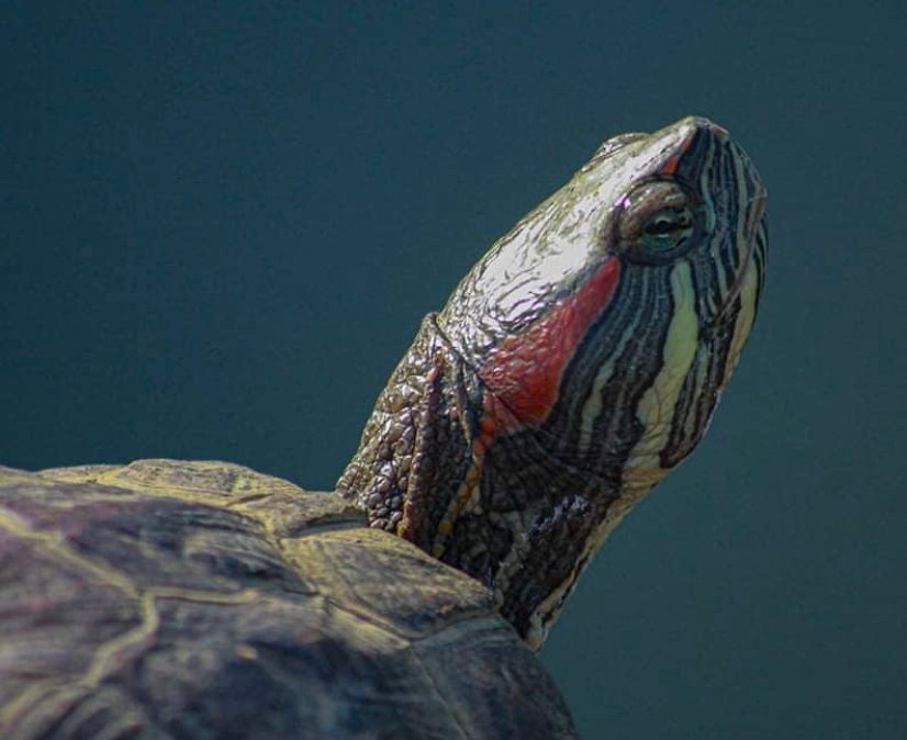 The Red Eared Slider Turtle Diet