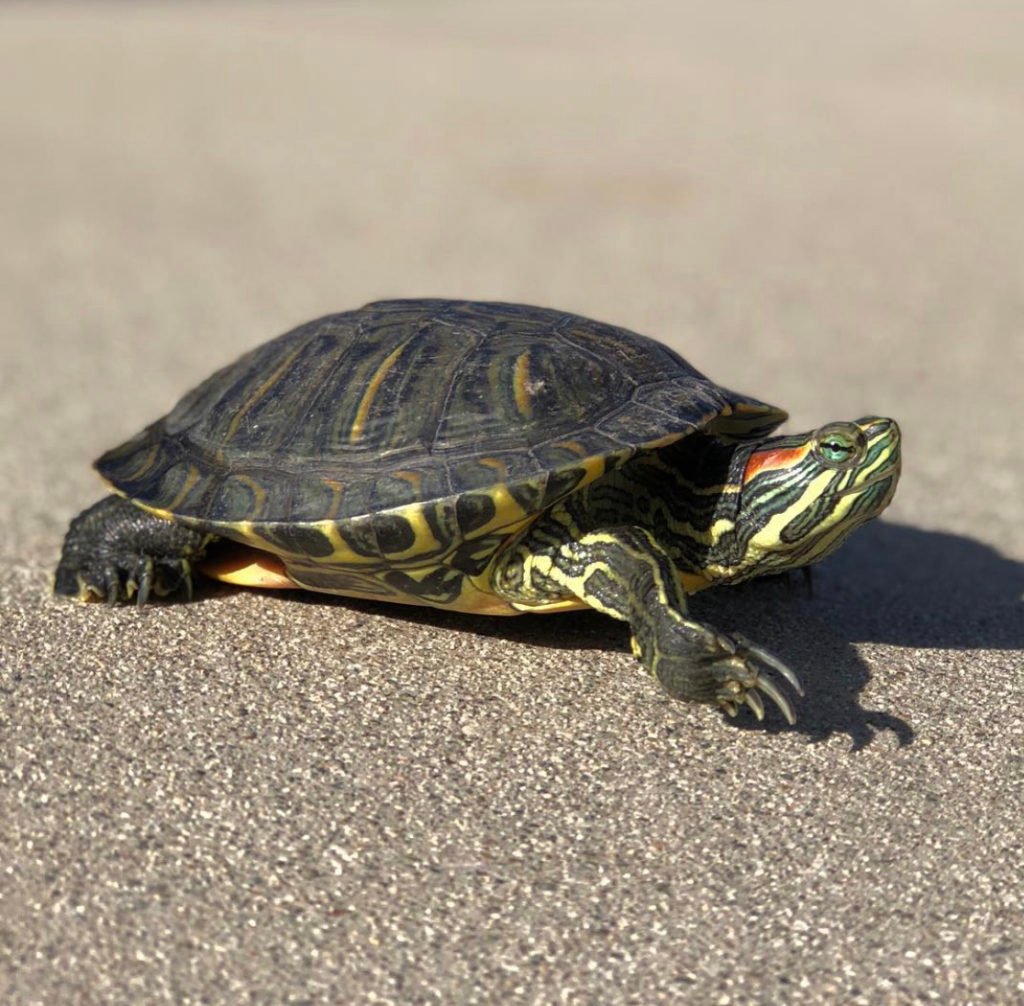 The Red Eared Slider Turtle lifespan