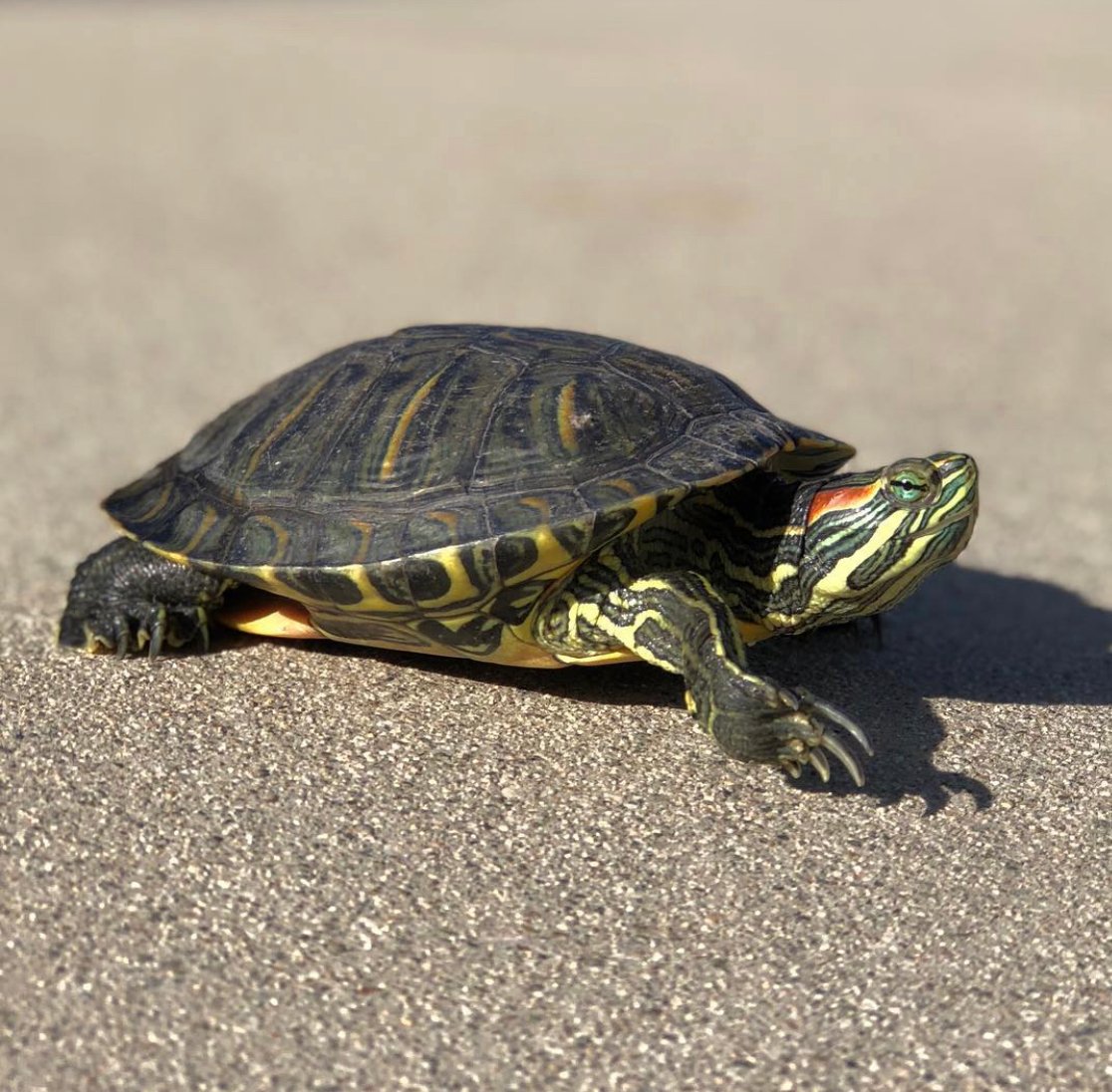 Meet The Red Eared Slider Turtle: A Popular Pet You Need To Know