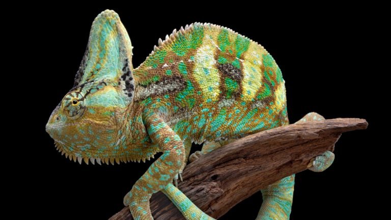 Veiled Chameleons: An Enchanted Journey Through Beauty and Care