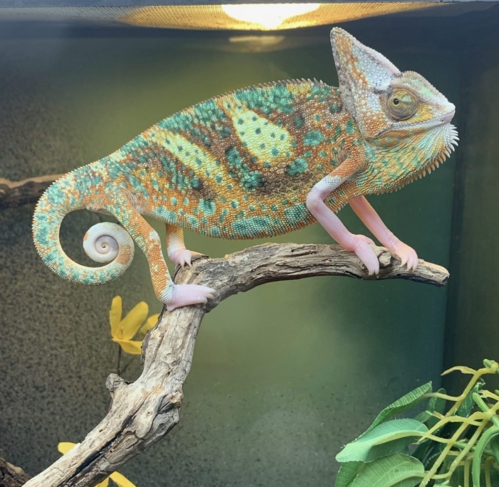 Veiled Chameleons color