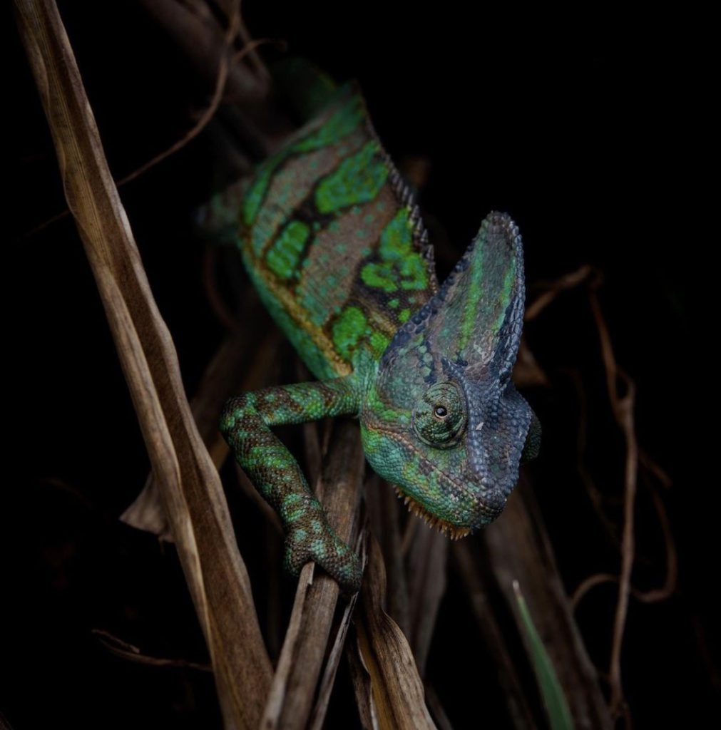 Veiled chameleons male