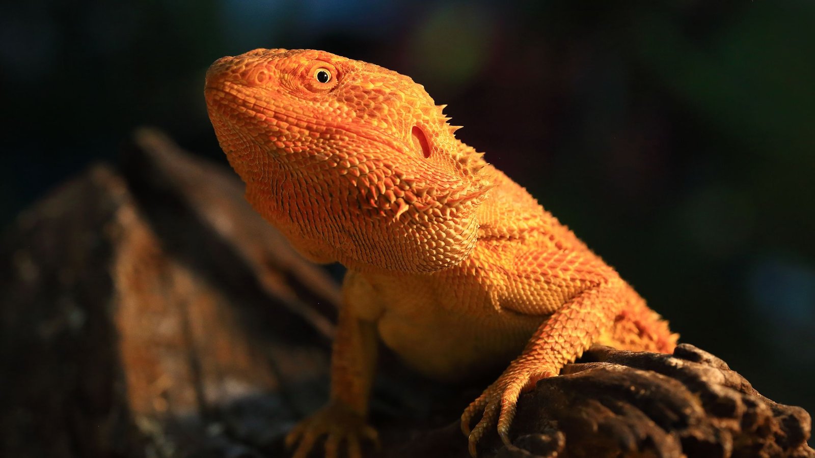 bearded dragons facts
