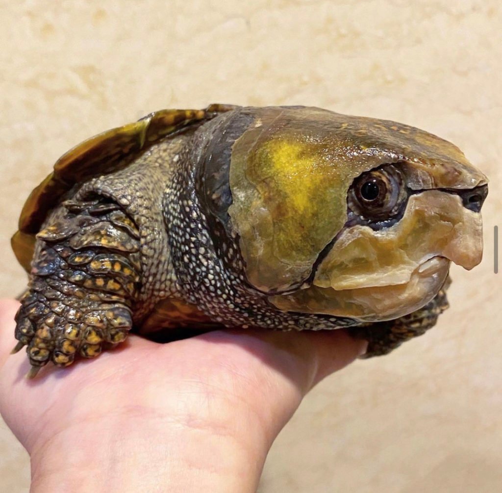 big headed turtle