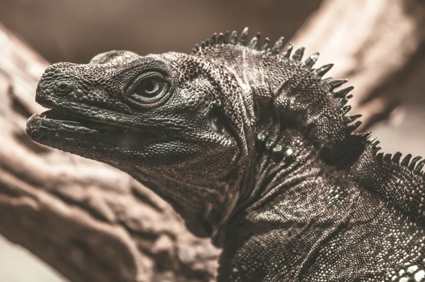 black sailfin dragon diet