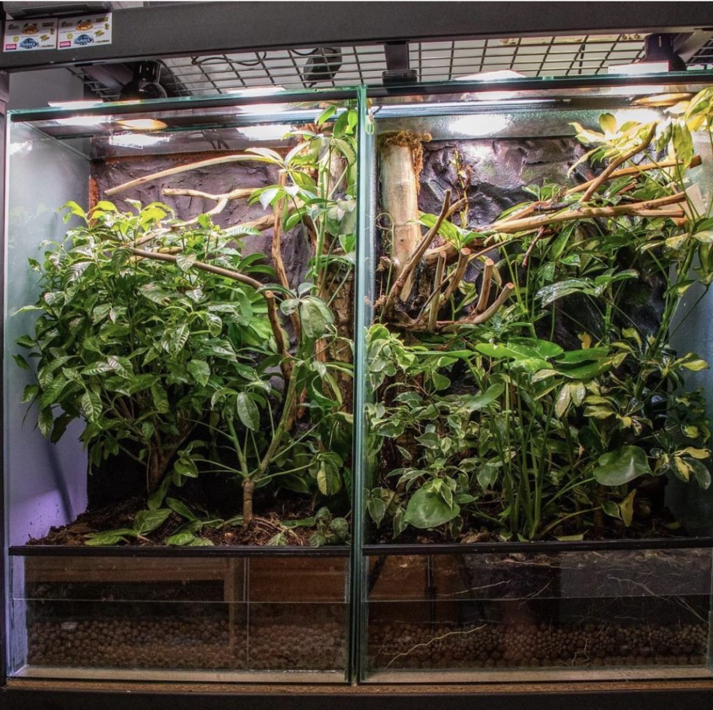 chameleon habitat temperature