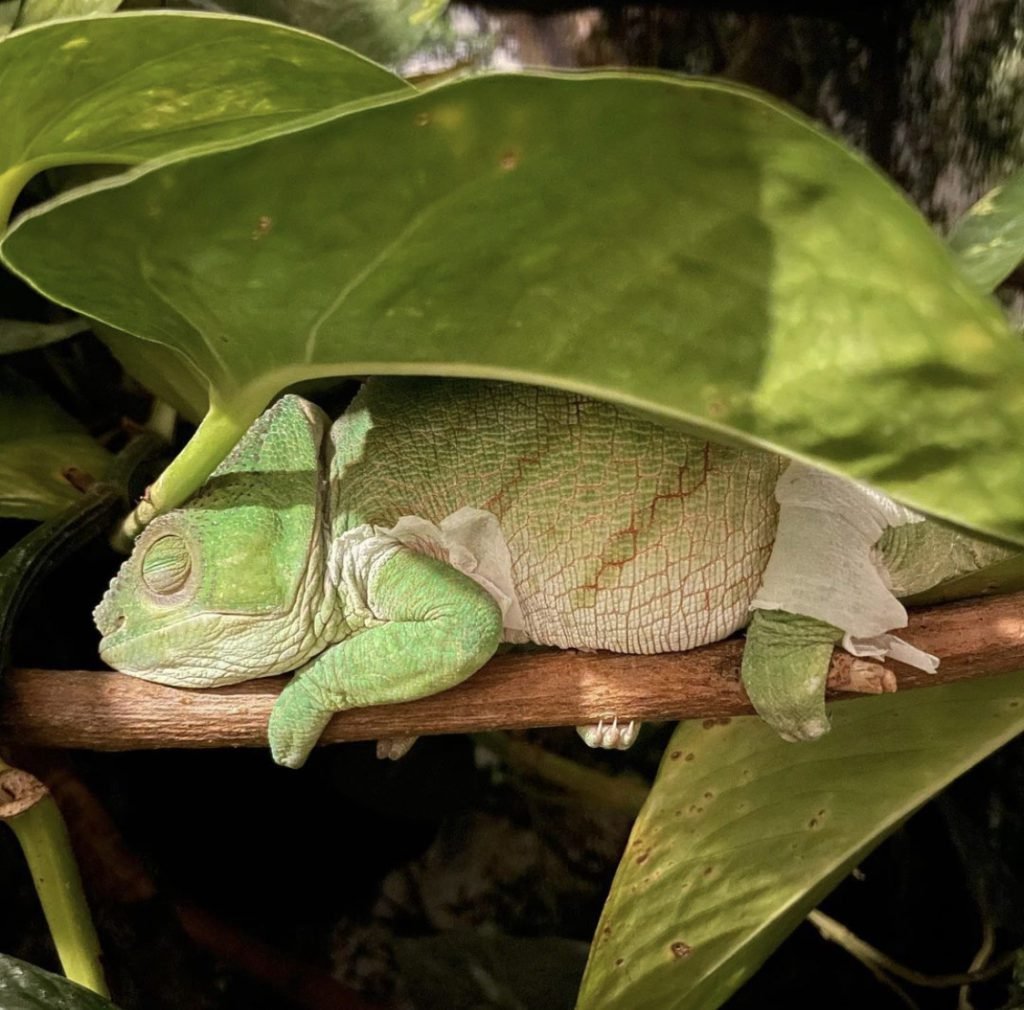 chameleon sleeping