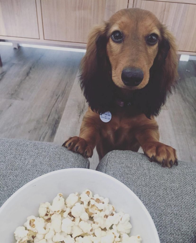 My dog will only eat human food: 9 Frequently Asked Questions