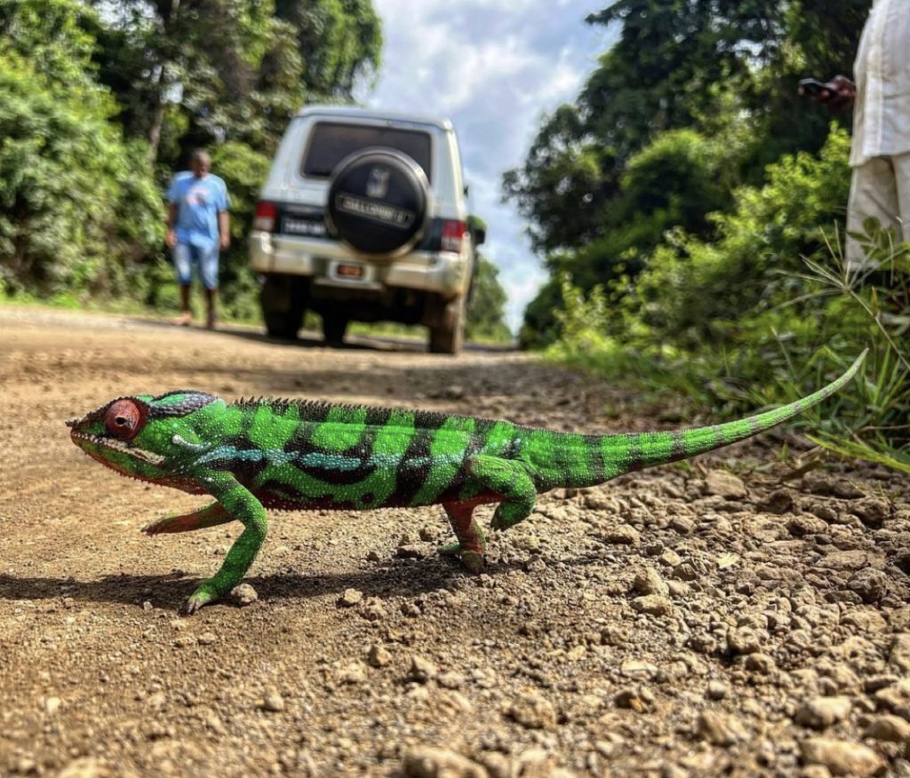 Chameleons camuflage