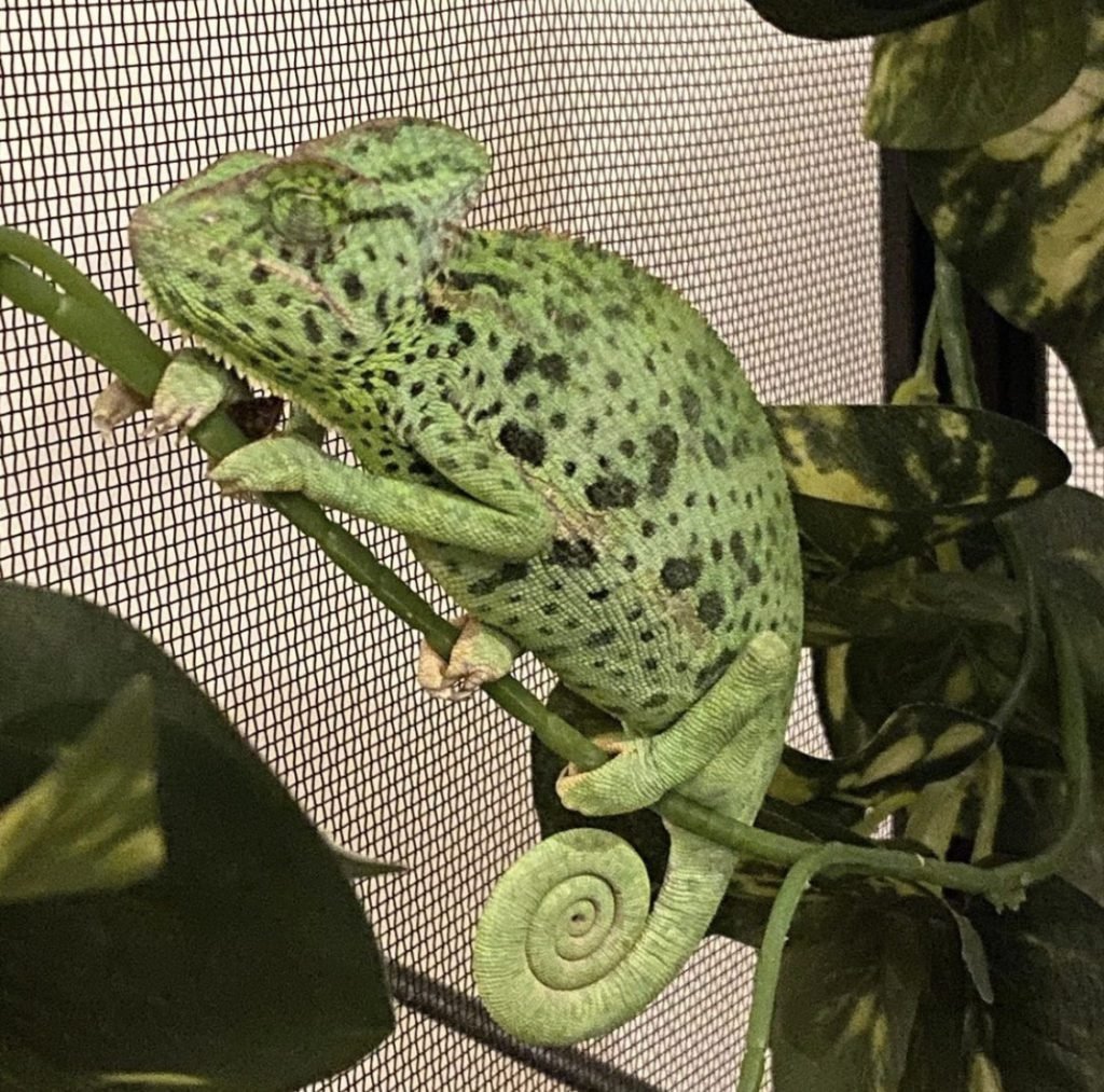 Veiled Chameleons habitat