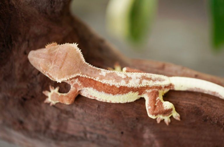 Pink Crested Geckos: Everything About This Amazing Reptile