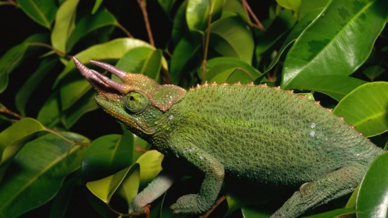 Discovering the Dapper World of Jackson Chameleons: Nature’s Radiant Reptiles