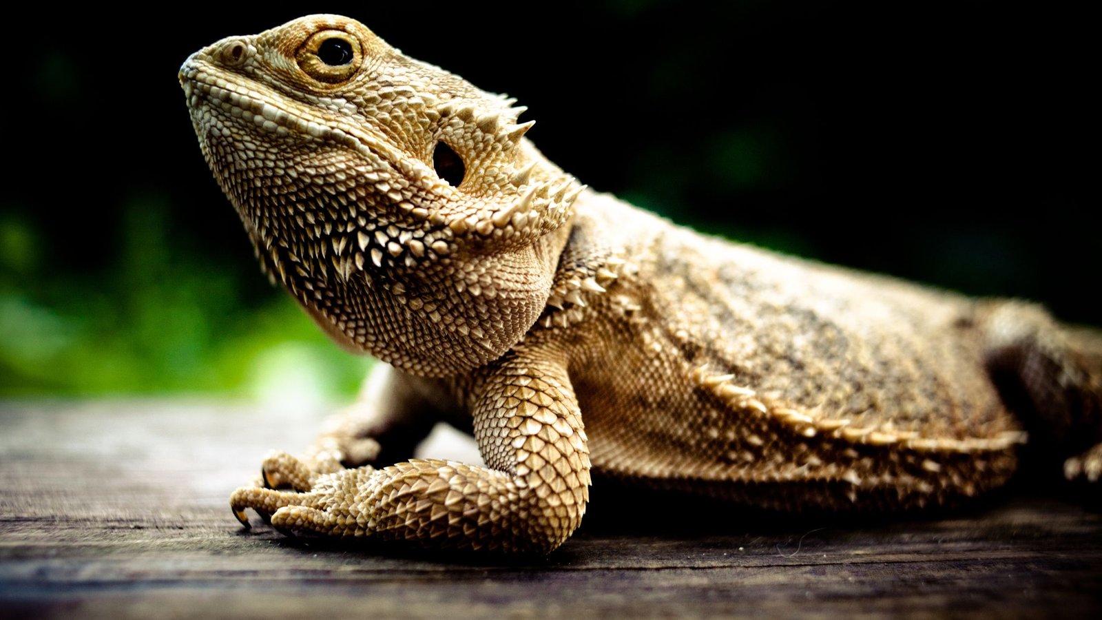 kinds of bearded dragons