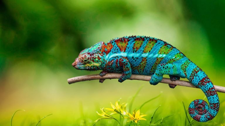 A Closer Look at the Breathtaking Beauty of Panther Chameleons