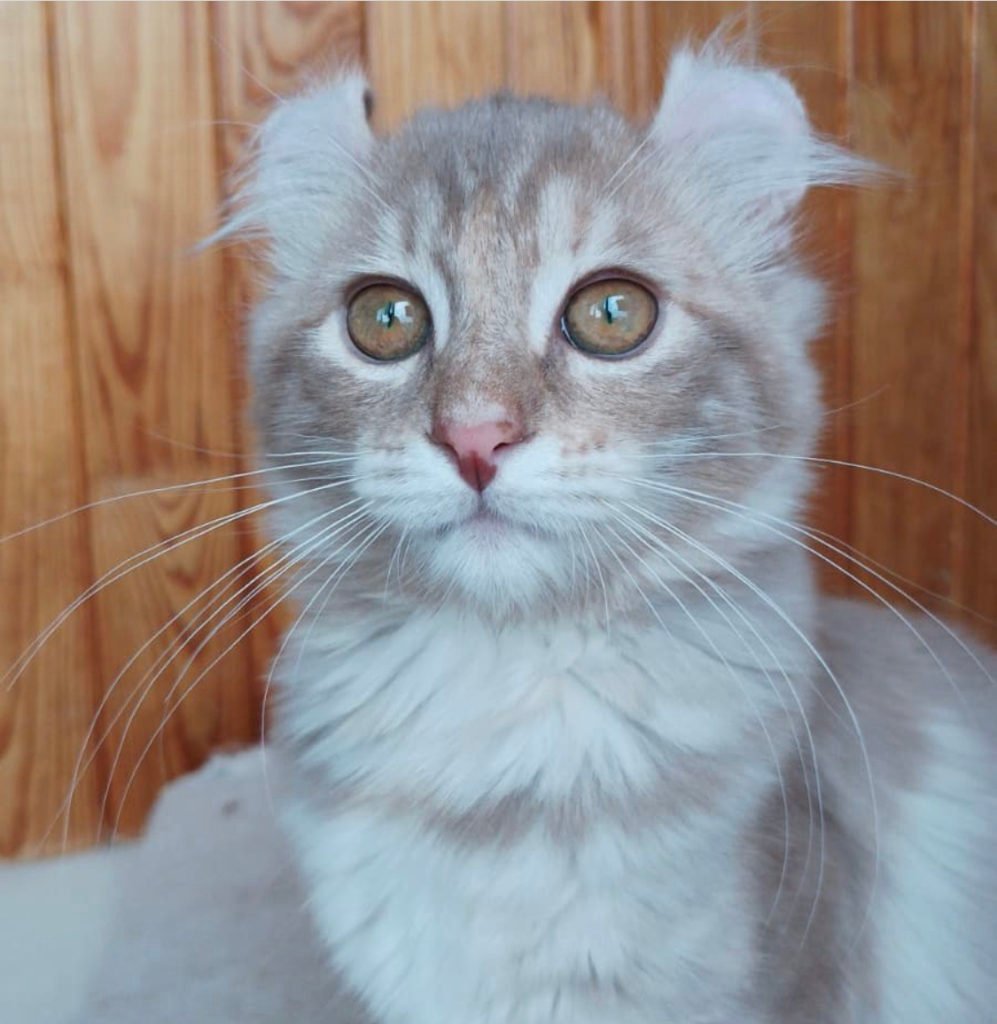 American Curl cat (unique cat breeds)