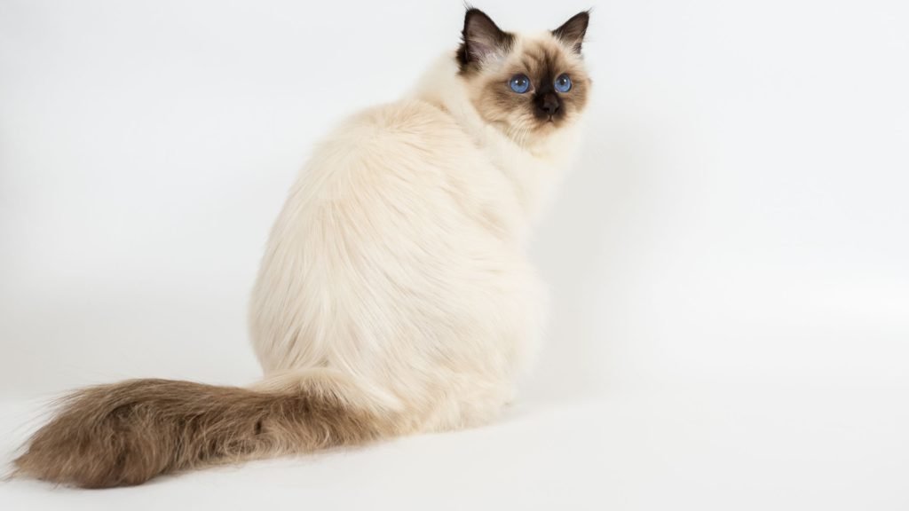 Balinese (Long Tailed Cat Breeds)