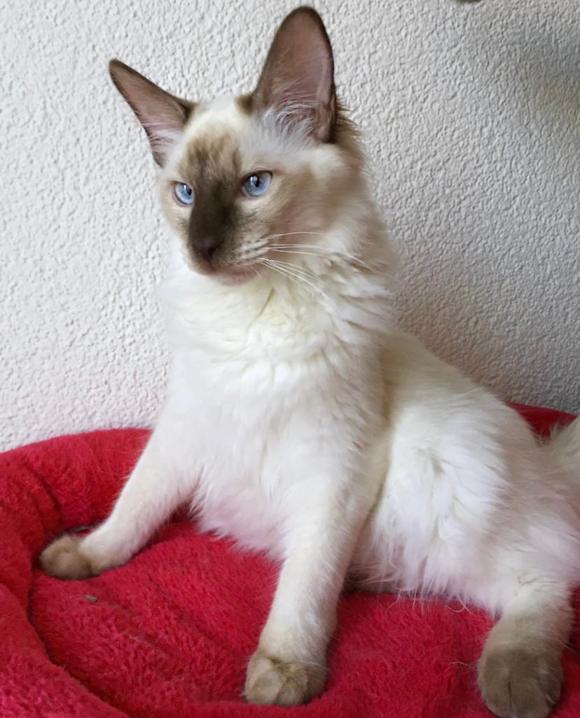 Balinese (Cat Breeds That Don’t Shed)