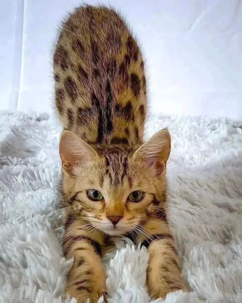 Bengal (Cat Breeds That Don’t Shed)