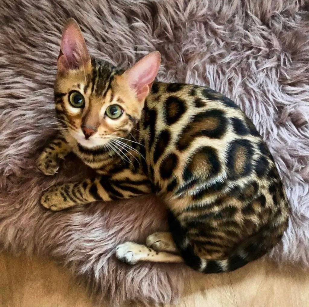 Bengal cat (unique cat breeds)