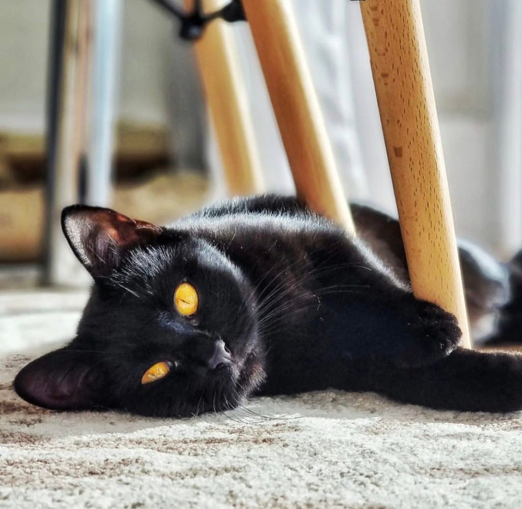 Bombay (Cat Breeds That Don’t Shed)