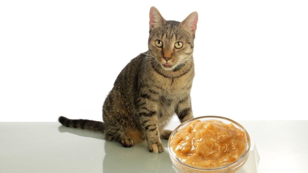 Can Cats Eat Applesauce