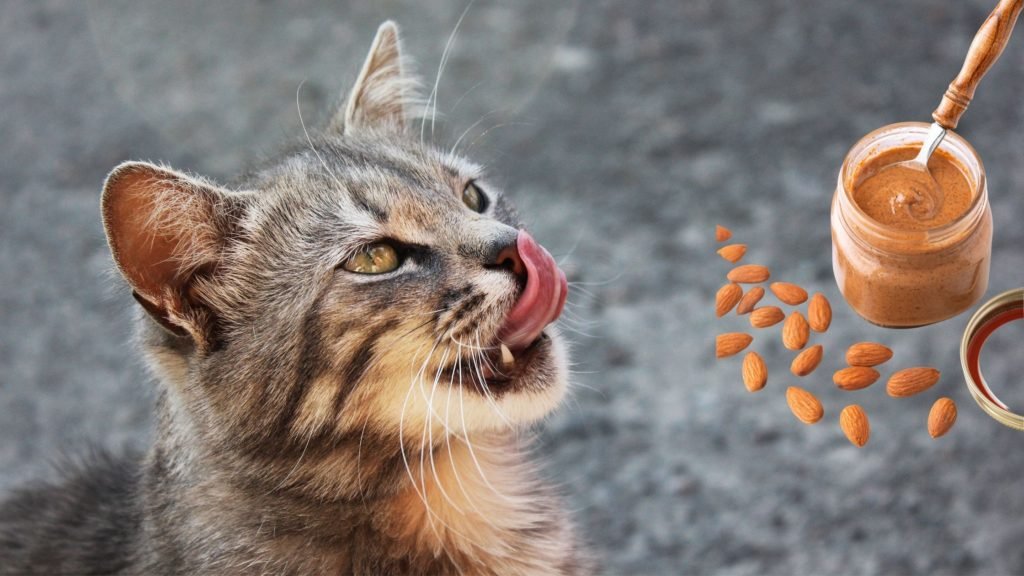 Can Cats have almond butter 2