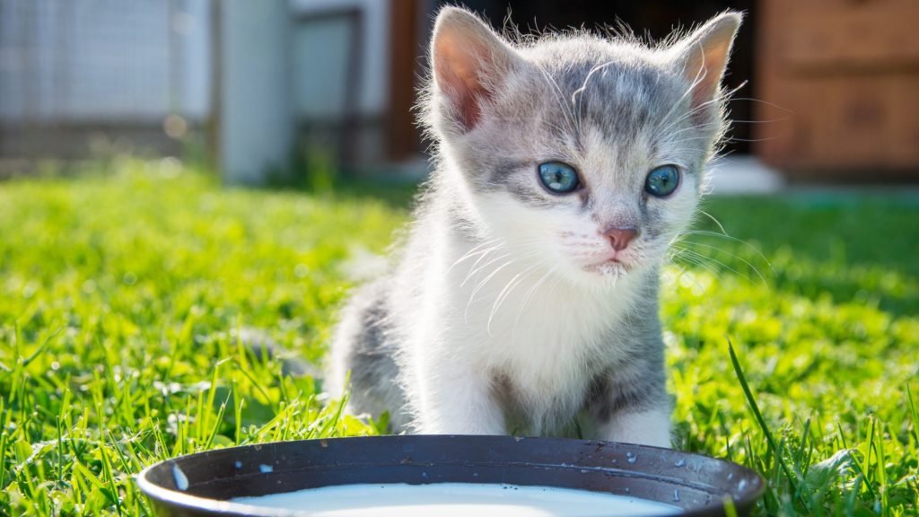 Can cats drink lactose free milk