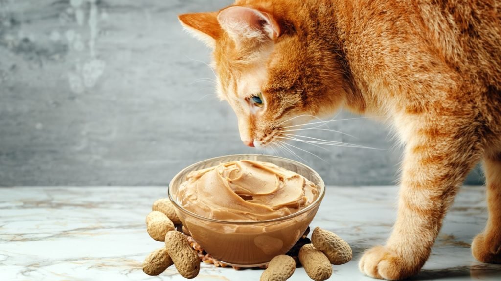 Can cats have almond butter