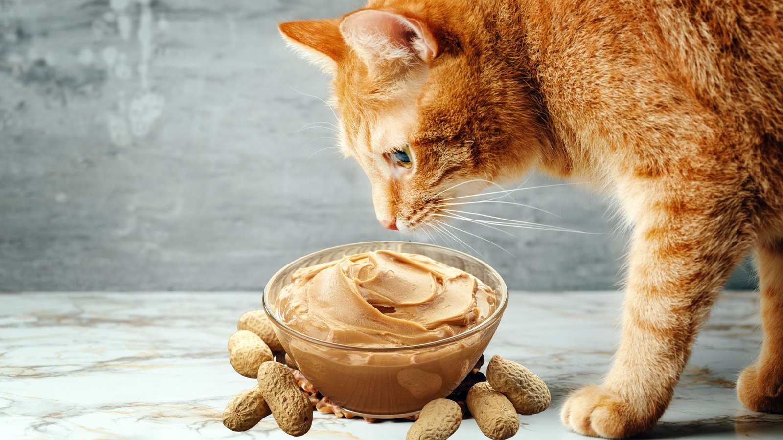 Can cats have almond butter