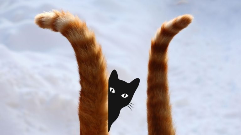 Cat Body Language Tail: How to Speak Fluent Feline