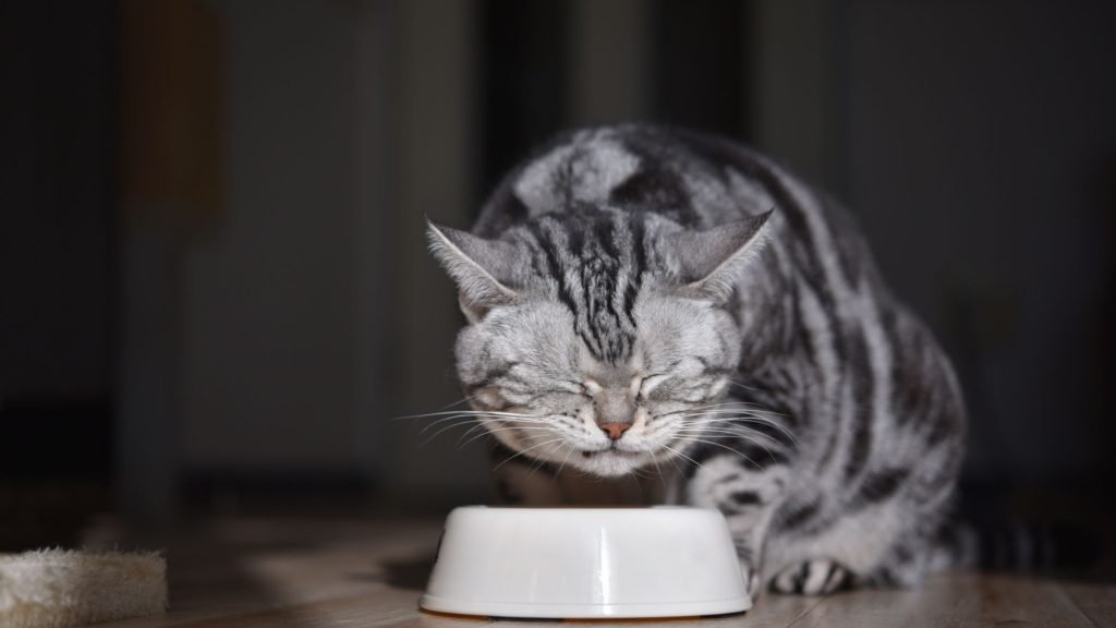 Cat wet food