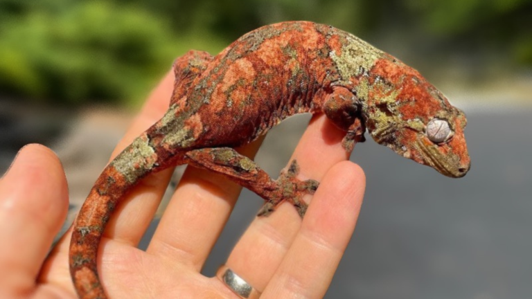 The Charming Chahoua Gecko: A Popular and Unique Pet