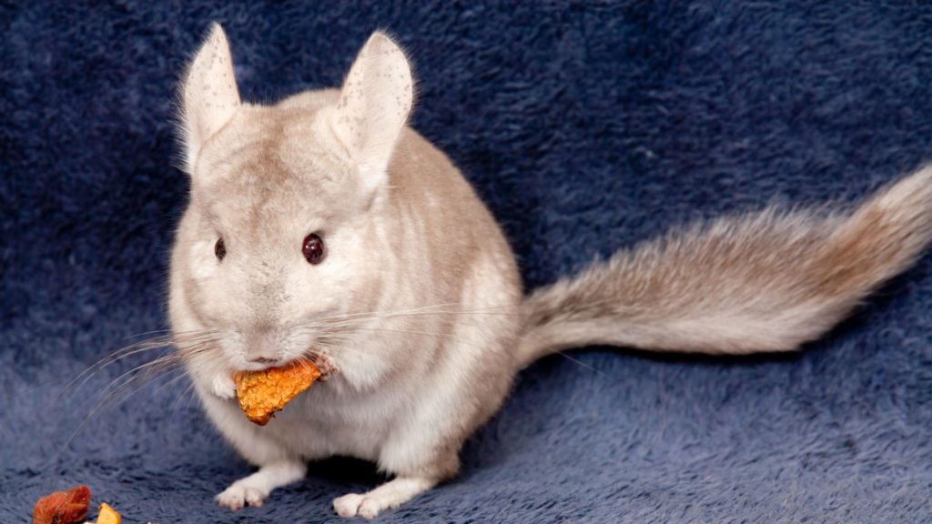 Chinchilla with Cats 1