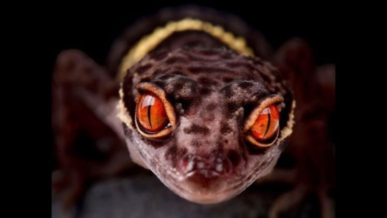 Chinese Cave Gecko: A Good Pet Option or a Risky Choice?