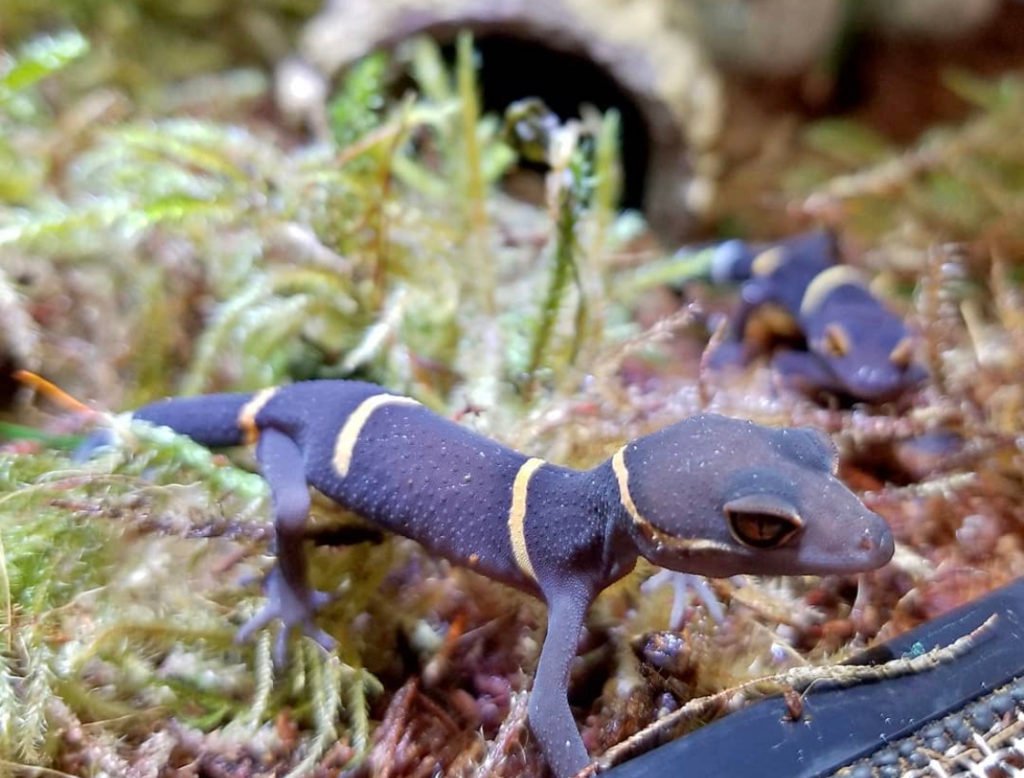 Chinese Cave Gecko diet