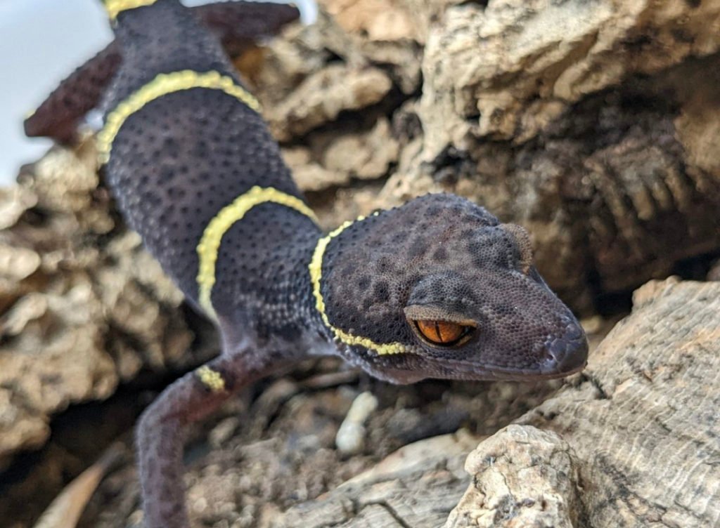 Chinese Cave Gecko lifespan