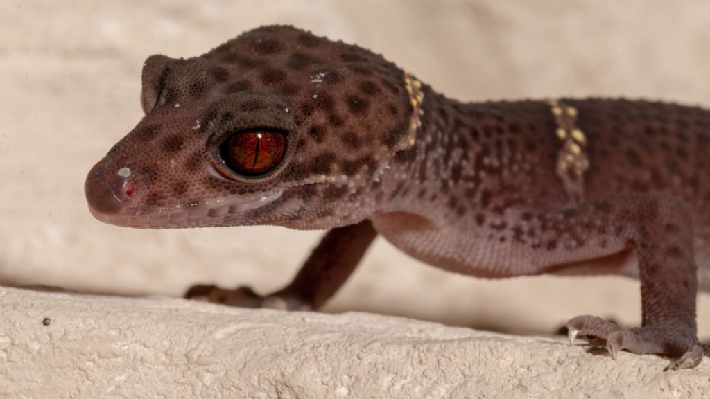 Chinese Gecko