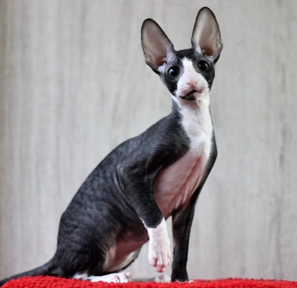 Cornish Rex (Cat Breeds That Don’t Shed)