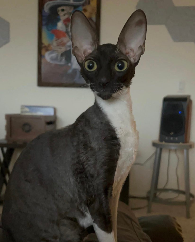 Cornish Rex cat