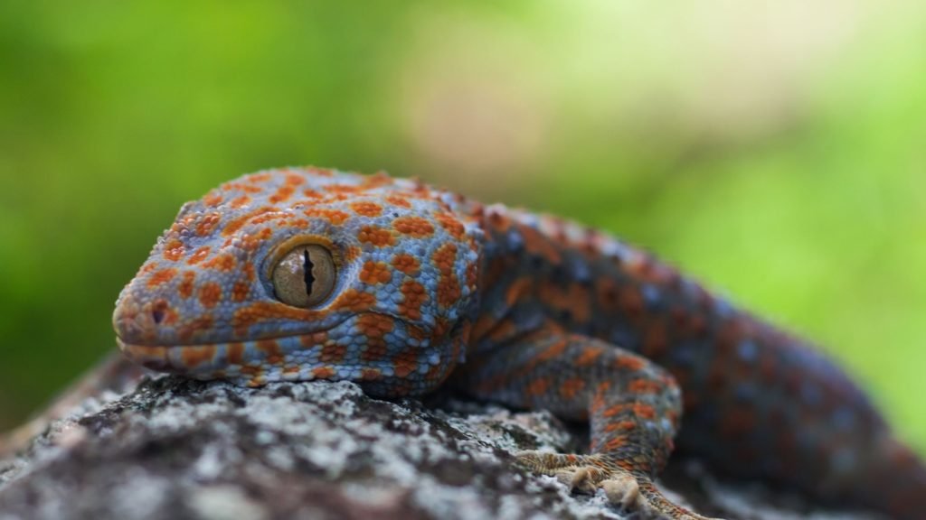 Crested Gecko Morphs