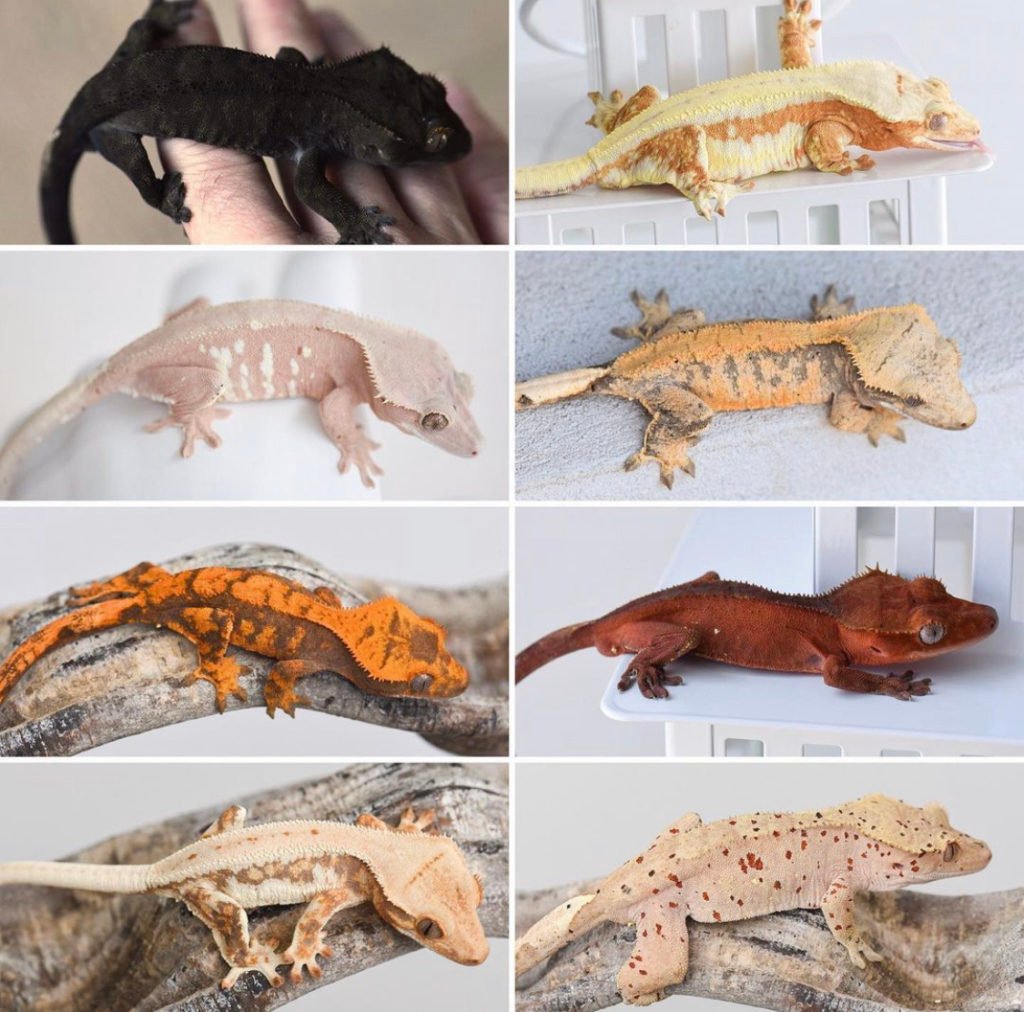 Crested geckos morphs 2