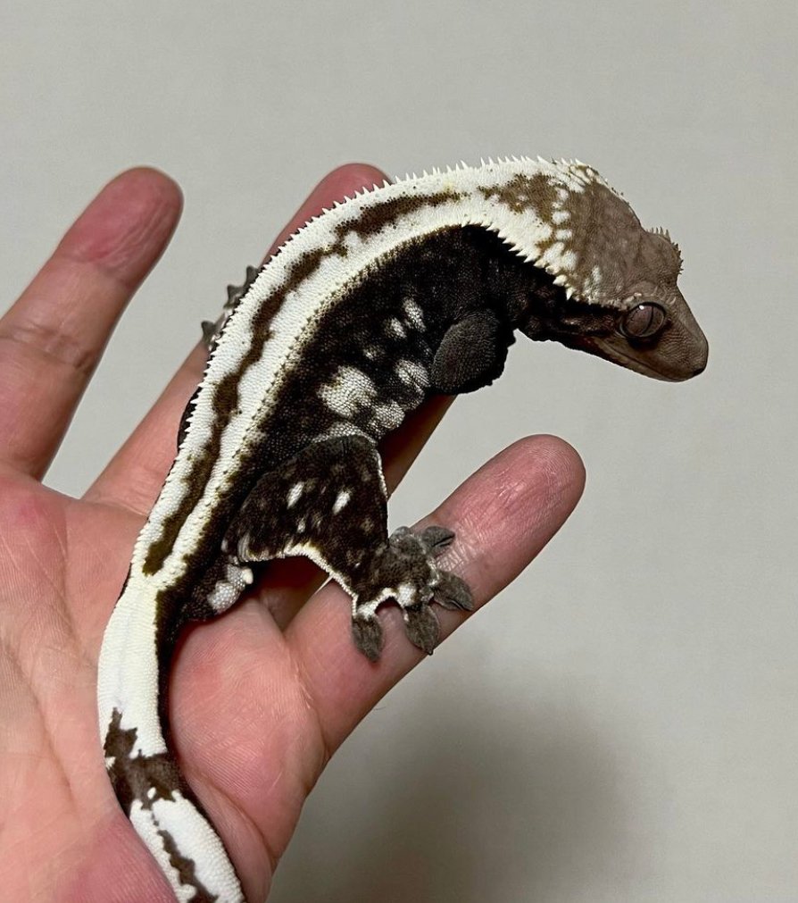 Crested geckos morphs 3